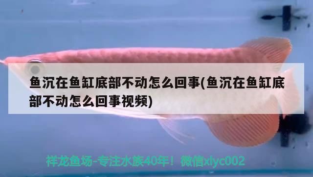 魚(yú)沉在魚(yú)缸底部不動(dòng)怎么回事(魚(yú)沉在魚(yú)缸底部不動(dòng)怎么回事視頻) 魚(yú)沉在魚(yú)缸底部不動(dòng)怎么回事(魚(yú)沉在魚(yú)缸底部不動(dòng)怎么回事視頻) iwish愛(ài)唯希品牌魚(yú)缸