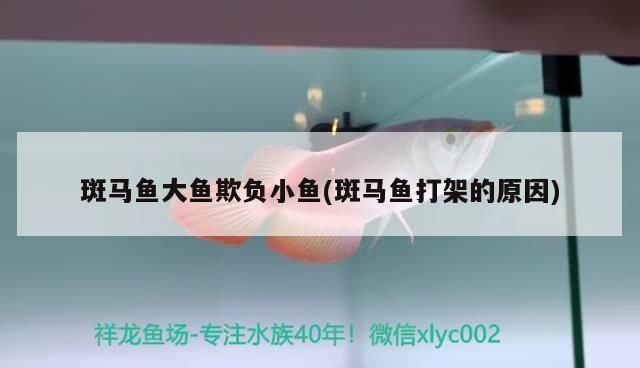 龍魚被欺負會縮尾巴嗎vs祥龍魚場：龍魚在面對欺負時，是否會采取縮尾巴的應對措施，祥龍魚場介紹 龍魚被欺負會縮尾巴嗎vs祥龍魚場：龍魚在面對欺負時，是否會采取縮尾巴的應對措施，祥龍魚場介紹 vs祥龍魚場 第1張