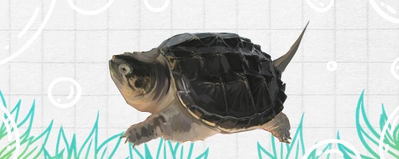 鱷龜是國家保護動物嗎有什么習性特點 速倍妥魚糧魚藥 第1張 鱷龜是國家保護動物嗎有什么習性特點 鱷龜是國家保護動物嗎有什么習性特點 速倍妥魚糧魚藥 第1張