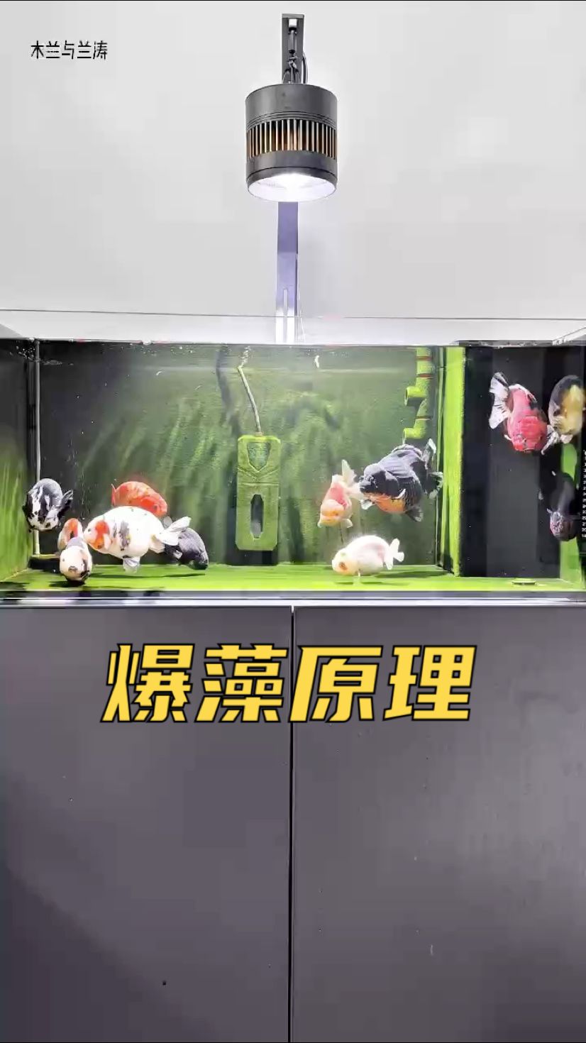 大家最關(guān)心的魚缸爆藻核心原理！涵蓋出綠藻以及褐藻原因的底層邏輯！ 大家最關(guān)心的魚缸爆藻核心原理！涵蓋出綠藻以及褐藻原因的底層邏輯！ 龍魚論壇