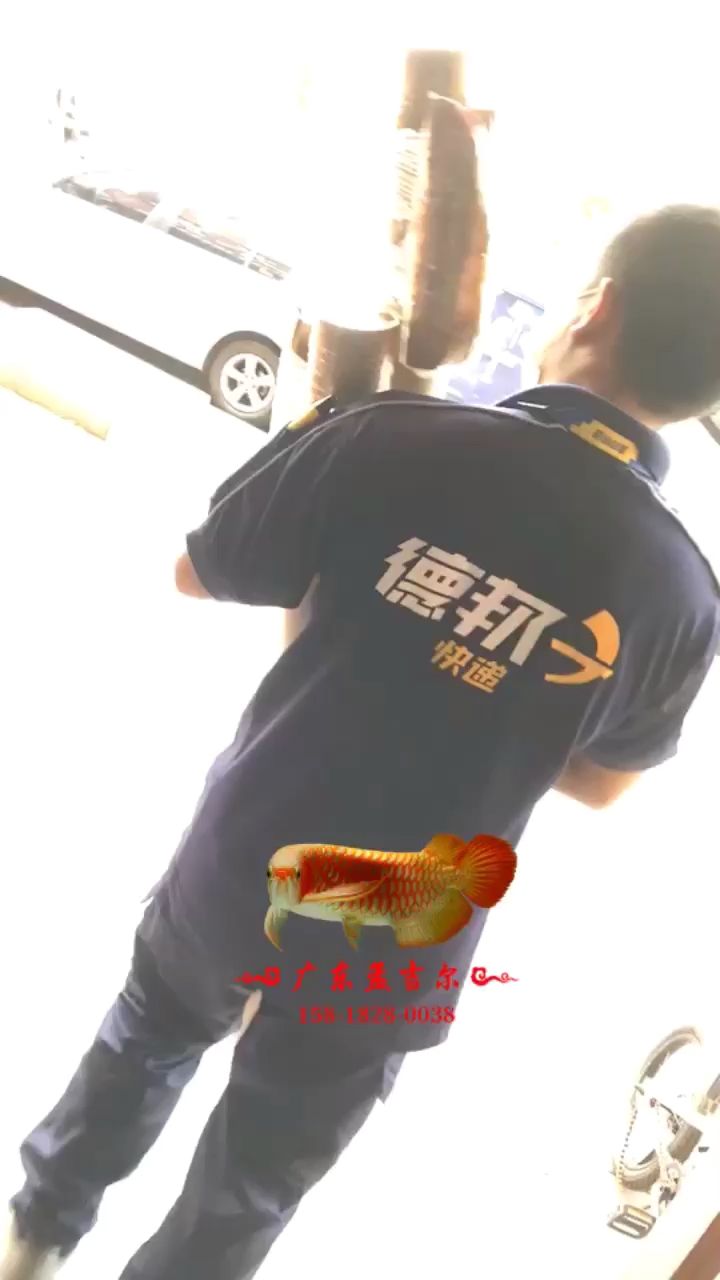 孟吉爾龍魚專燈與福建魚友相約 孟吉爾龍魚專燈與福建魚友相約 廣州孟吉爾