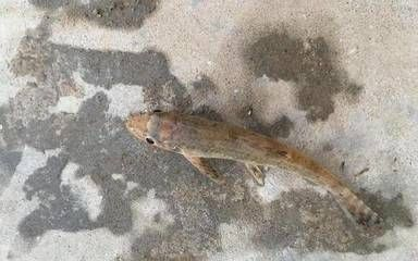 虎魚改口吃泥鰍最長可以多少天不吃：虎魚改口吃凍泥鰍最長可以多久不吃