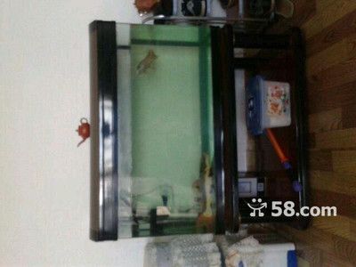80cm魚缸長寬高比例：80cm魚缸的長寬高比例并沒有固定的比例但是有些建議可以幫助您做出選擇 80cm魚缸長寬高比例：80cm魚缸的長寬高比例并沒有固定的比例但是有些建議可以幫助您做出選擇 魚缸百科 第4張