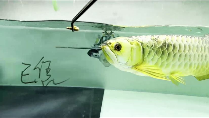 這么帥的炮彈頭你見過多少？ 這么帥的炮彈頭你見過多少？ 龍魚論壇