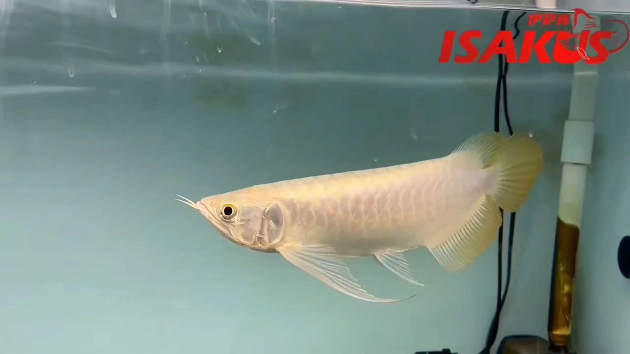 伊薩庫S級 美麗的優(yōu)雅有時候也是要你自己獨立去欣賞