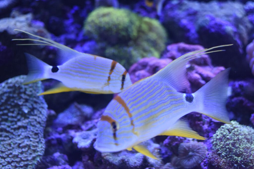 水族館魚(yú)類(lèi)圖片以及介紹：關(guān)于水族館魚(yú)類(lèi)的圖片和介紹和介紹詳情和介紹