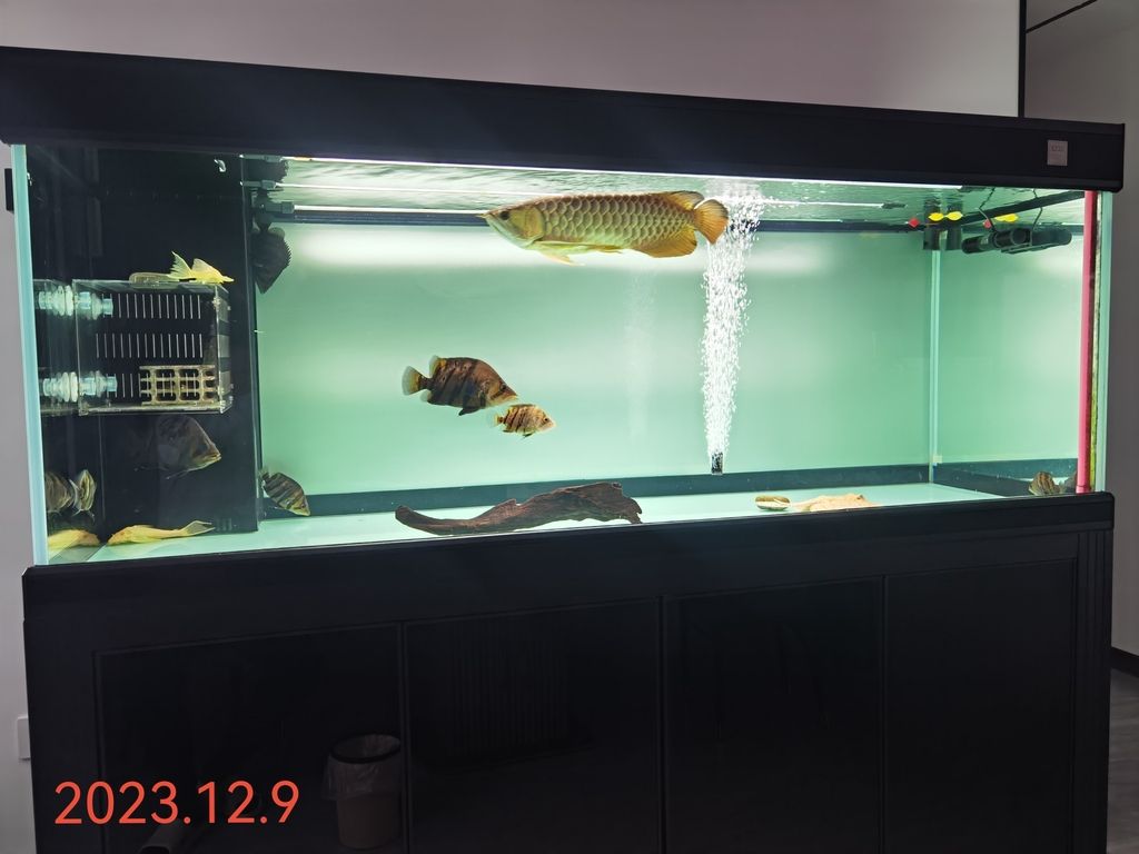 魚還是這幾條魚，但好像魚缸變小了！[baiyan]