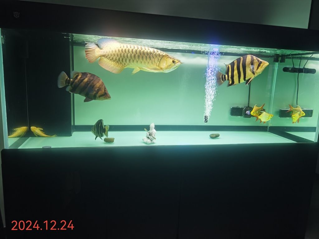 魚還是這幾條魚，但好像魚缸變小了！[baiyan]