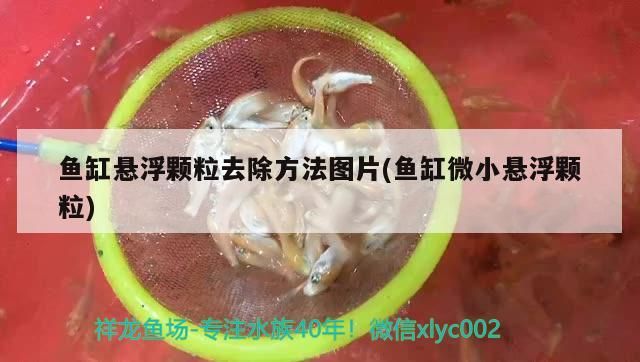 魚缸懸浮顆粒去除方法圖片(魚缸微小懸浮顆粒) 魚缸懸浮顆粒去除方法圖片(魚缸微小懸浮顆粒) 觀賞魚百科