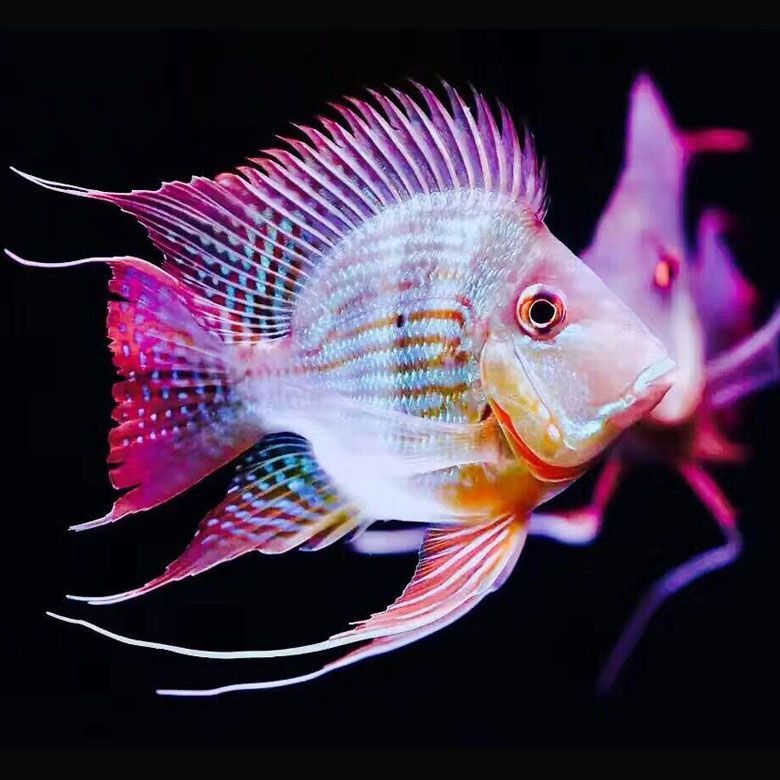 元寶鳳凰.JPG 元寶鳳凰魚艷寶糧:專為元寶鳳凰魚打造的營養魚糧,助力魚兒色彩斑斕、健康成長 元寶鳳凰魚百科 第2張 元寶鳳凰.JPG 元寶鳳凰魚艷寶糧:專為元寶鳳凰魚打造的營養魚糧,助力魚兒色彩斑斕、健康成長 元寶鳳凰魚百科 第2張