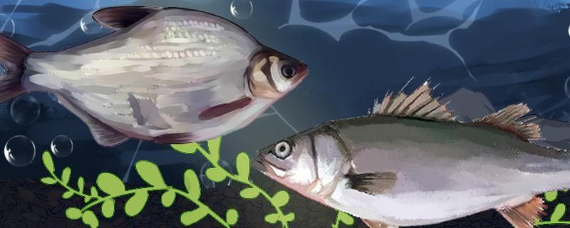 鳊魚和鱸魚有什么區(qū)別哪個(gè)刺少