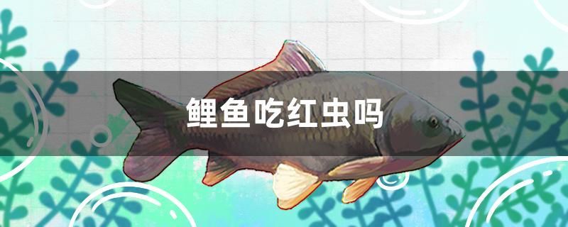 沈陽哪里有賣二手魚缸的店子(沈陽二手魚缸低價出售) 全國水族館企業名錄 第2張 沈陽哪里有賣二手魚缸的店子(沈陽二手魚缸低價出售) 沈陽哪里有賣二手魚缸的店子(沈陽二手魚缸低價出售) 全國水族館企業名錄 第2張