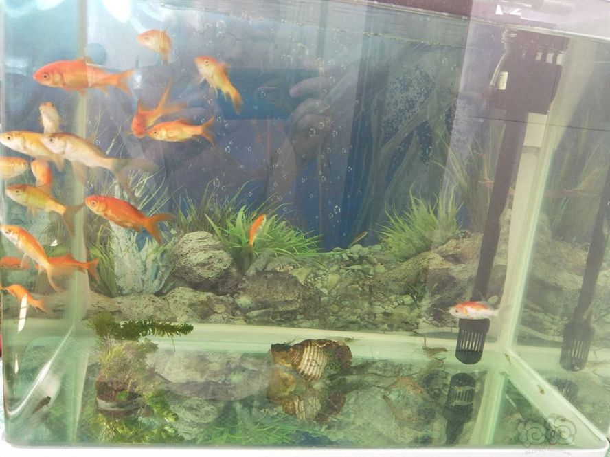 2米魚缸造景方案：2米魚缸的造景方案