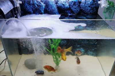 2米魚缸造景方案：2米魚缸的造景方案