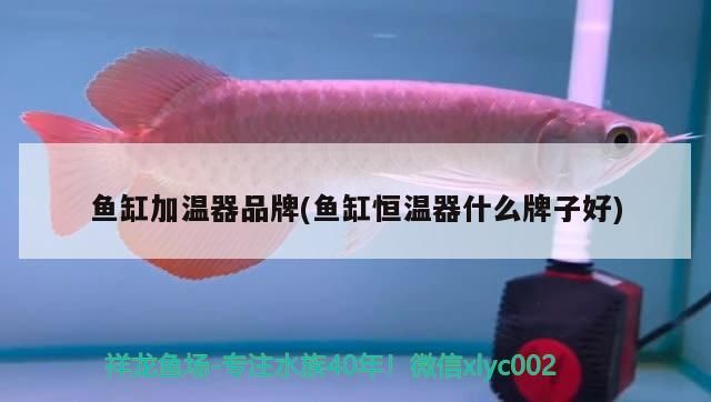 魚缸可以放加碘食用鹽嗎換水還要加鹽嗎