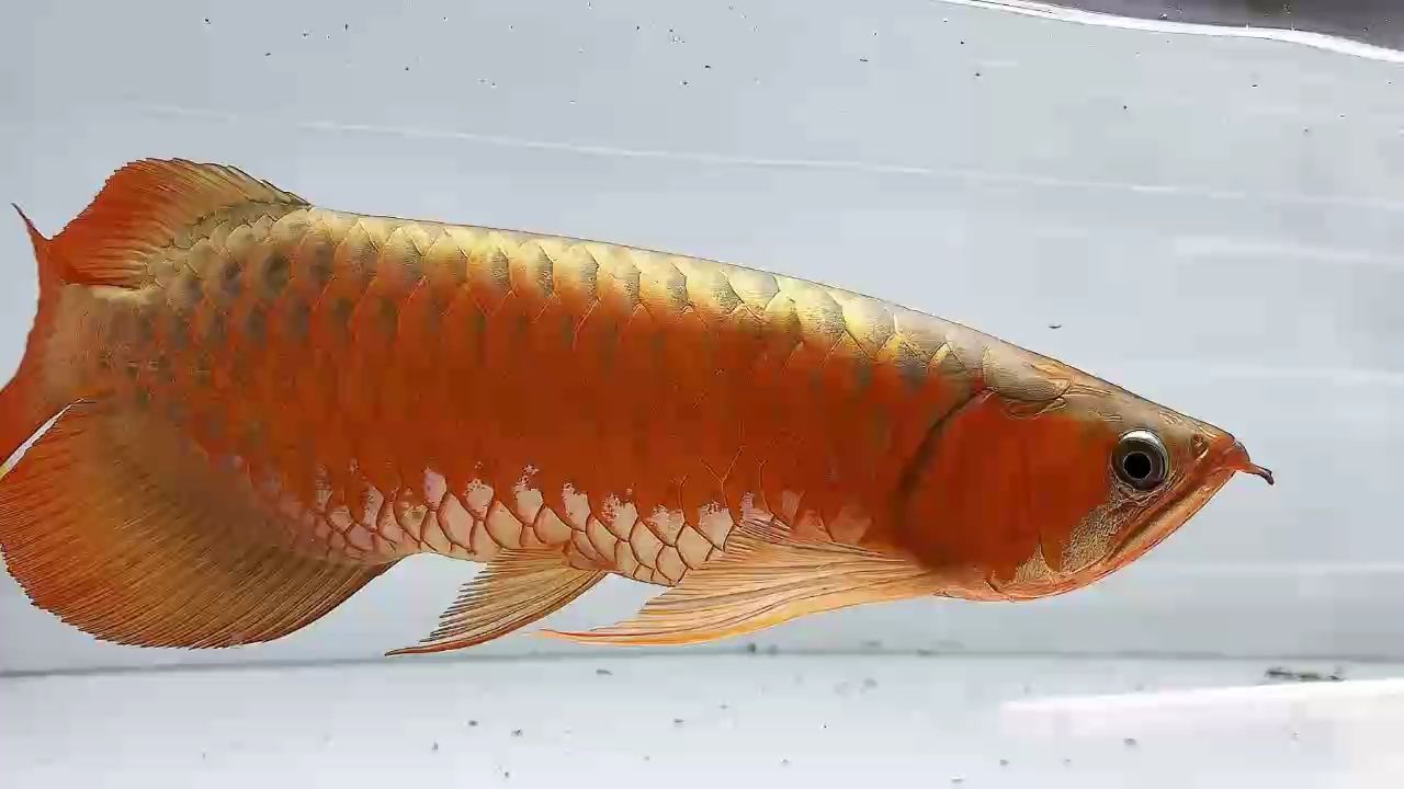 白缸滿片大尾巴45-48cm 白缸滿片大尾巴45-48cm 龍魚論壇