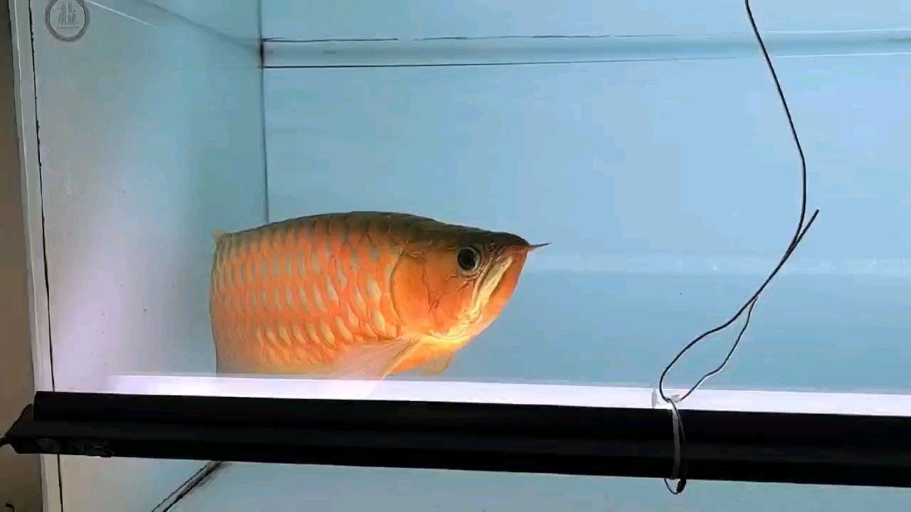 聽歌，看魚 聽歌，看魚 龍魚論壇
