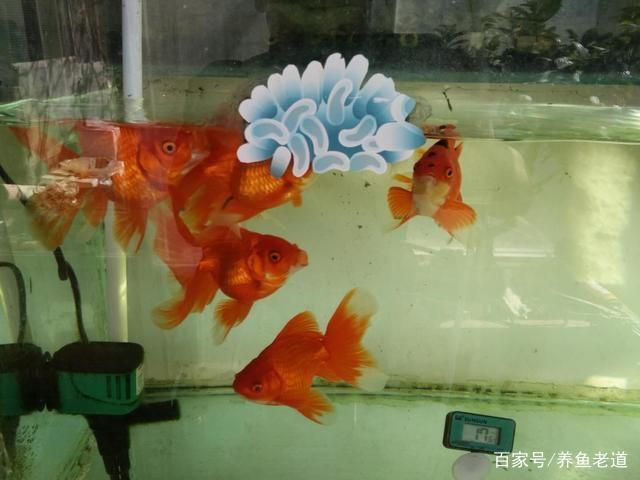 龍魚缸養水多長時間能下魚啊,龍魚缸養水時間需10天至15天以確保水質適宜魚類生存 魚缸百科 第1張 龍魚缸養水多長時間能下魚啊,龍魚缸養水時間需10天至15天以確保水質適宜魚類生存 龍魚缸養水多長時間能下魚啊,龍魚缸養水時間需10天至15天以確保水質適宜魚類生存 魚缸百科 第1張