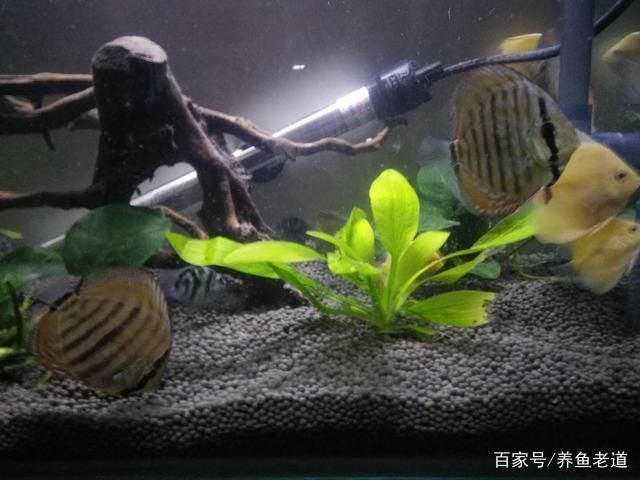龍魚缸養水多長時間能下魚啊,龍魚缸養水時間需10天至15天以確保水質適宜魚類生存 魚缸百科 第3張 龍魚缸養水多長時間能下魚啊,龍魚缸養水時間需10天至15天以確保水質適宜魚類生存 龍魚缸養水多長時間能下魚啊,龍魚缸養水時間需10天至15天以確保水質適宜魚類生存 魚缸百科 第3張
