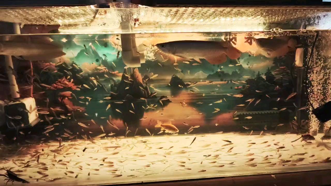龍魚(yú)配魚(yú)金魚(yú)最實(shí)惠