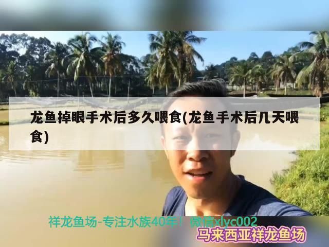 龍魚掉眼手術后多久喂食(龍魚手術后幾天喂食)
