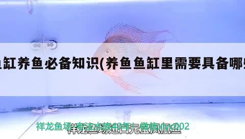 紅龍魚用黃燈烤有用嗎 魚缸養魚必備知識(養魚魚缸里需要具備哪些) 可麗愛魚缸 魚缸養魚必備知識(養魚魚缸里需要具備哪些) 魚缸養魚必備知識(養魚魚缸里需要具備哪些) 可麗愛魚缸