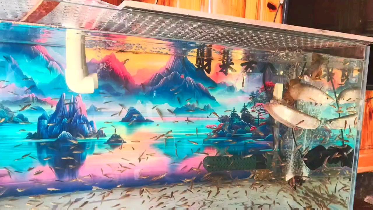 論多條龍魚混養配魚 龍魚論壇 第1張 論多條龍魚混養配魚 論多條龍魚混養配魚 龍魚論壇 第1張
