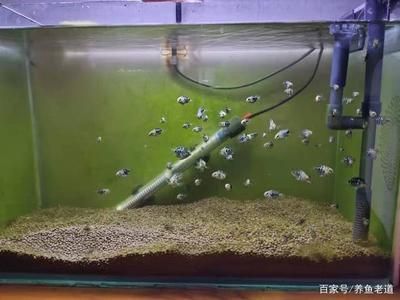 舊魚缸市場價格