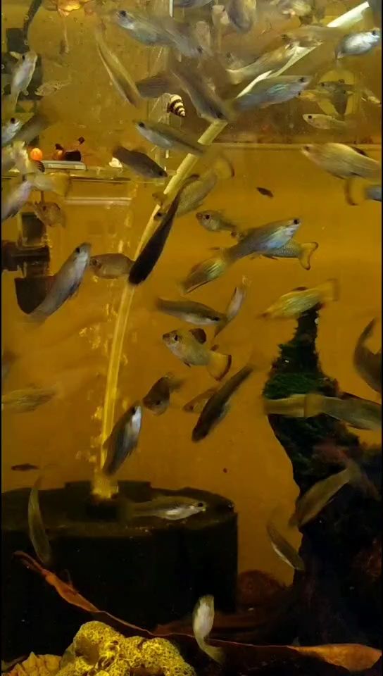 雜魚