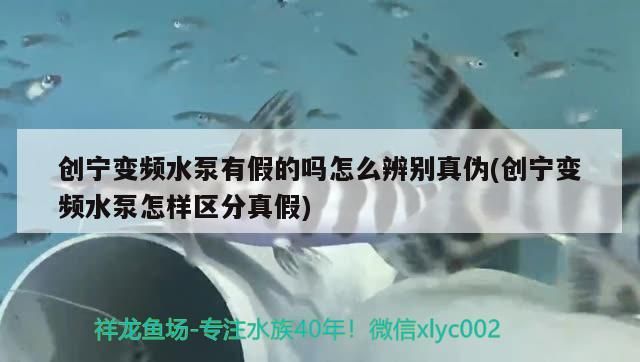 創寧變頻水泵有假的嗎怎么辨別真偽(創寧變頻水泵怎樣區分真假)