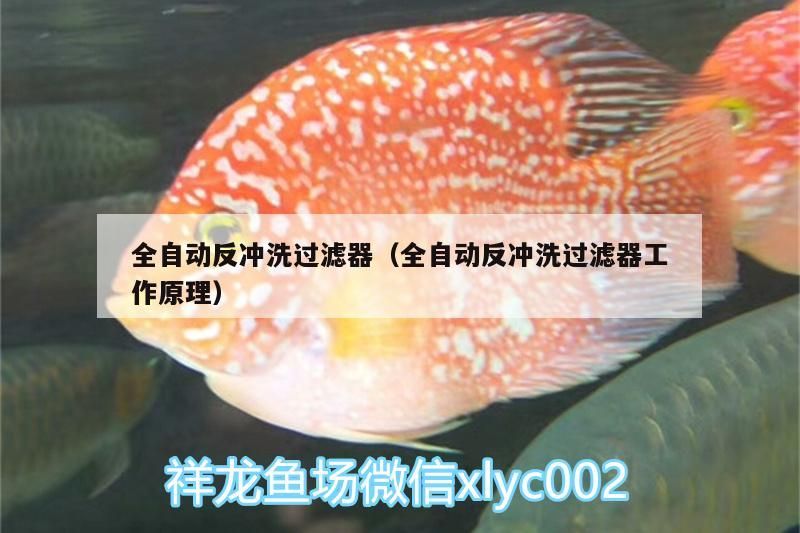 全自動反沖洗過濾器（全自動反沖洗過濾器工作原理）
