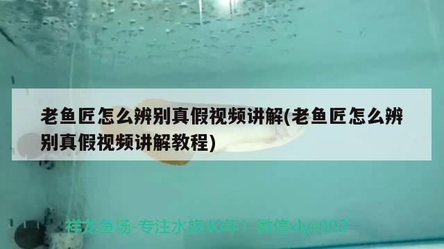 老魚匠怎么辨別真假視頻講解(老魚匠怎么辨別真假視頻講解教程)