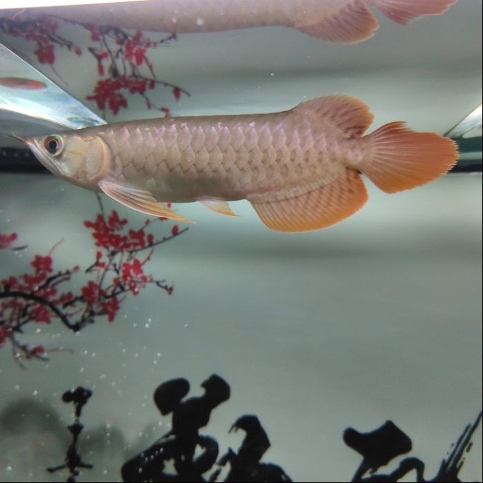 廈門市湖里區田園莊花藝店 全國水族館企業名錄 第2張 廈門市湖里區田園莊花藝店 廈門市湖里區田園莊花藝店 全國水族館企業名錄 第2張