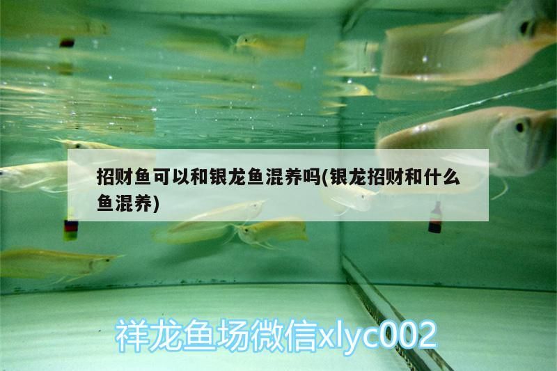 招財魚可以和銀龍魚混養嗎(銀龍招財和什么魚混養)