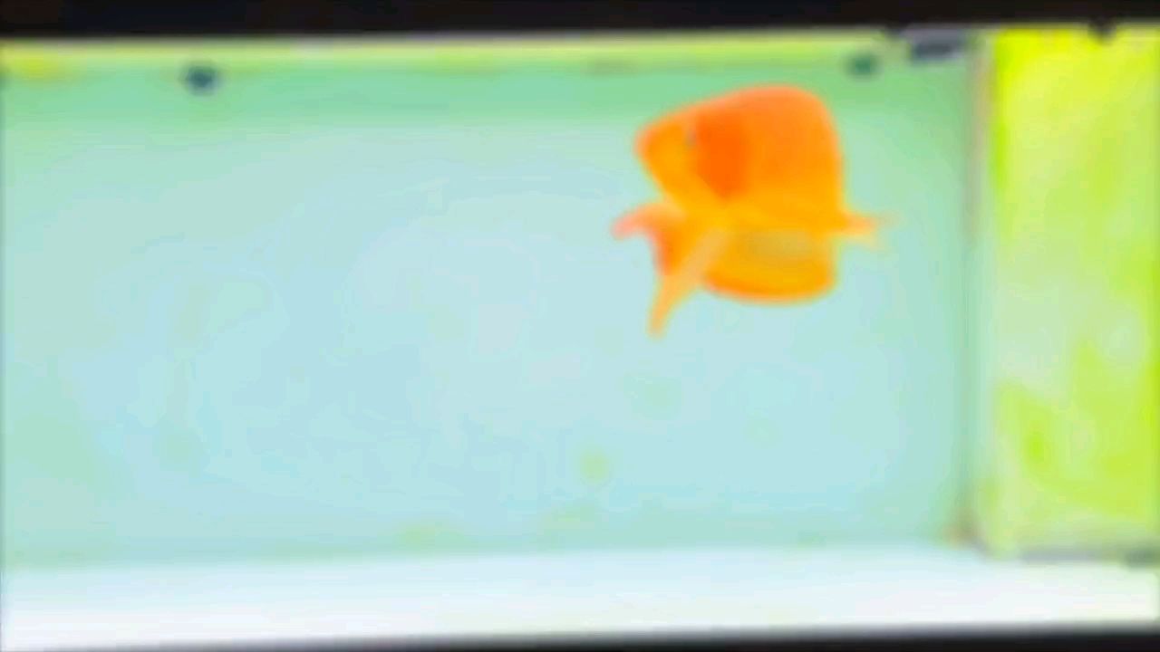 印度尼西亞紅龍魚價格 圣誕夜 龍魚論壇 圣誕夜 圣誕夜 龍魚論壇