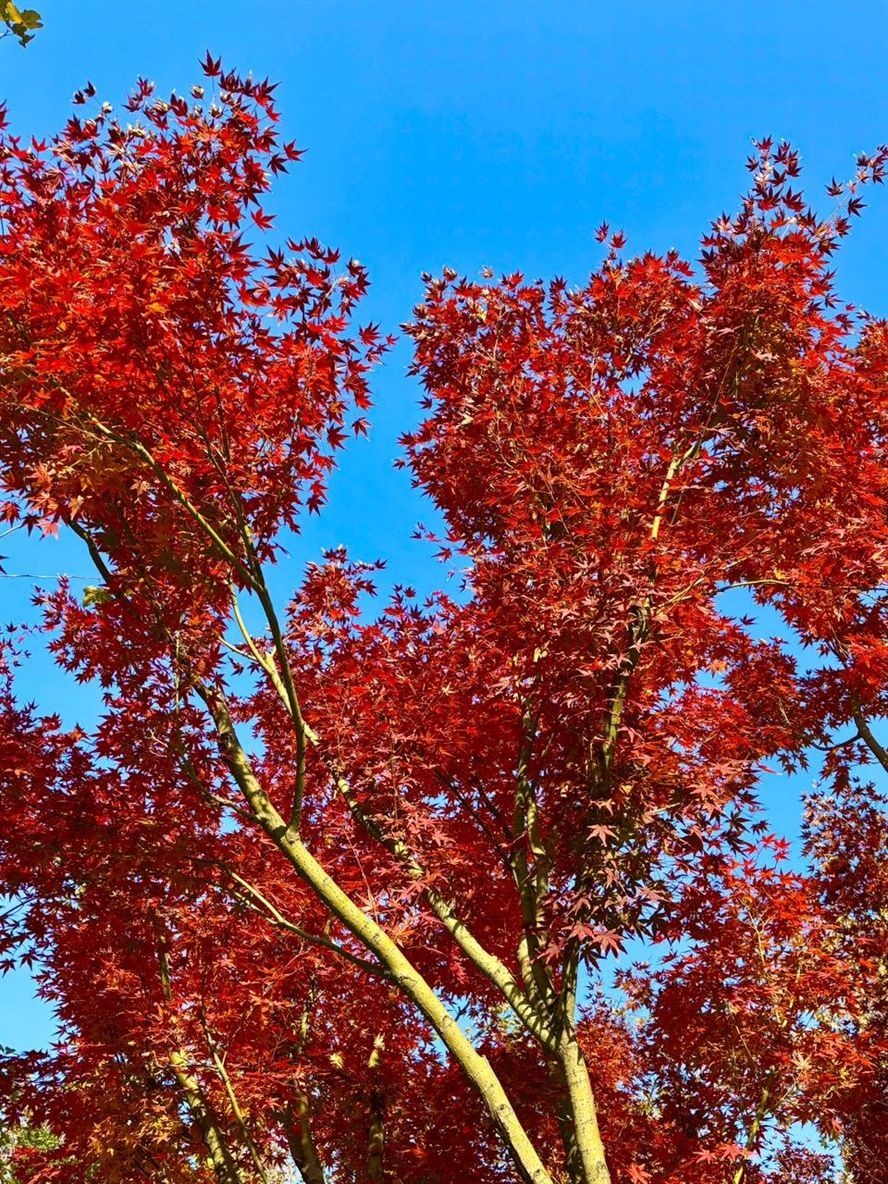 紅葉