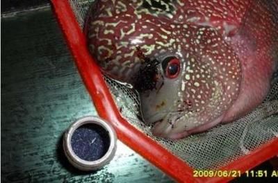 魟魚可以用甲硝唑嗎有毒嗎：魟魚可以用甲硝唑嗎