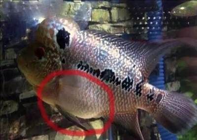 魟魚可以用甲硝唑嗎有毒嗎：魟魚可以用甲硝唑嗎