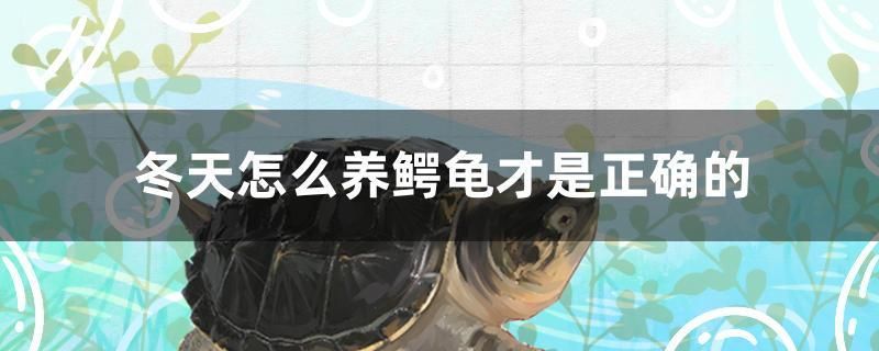 冬天怎么養(yǎng)鱷龜才是正確的
