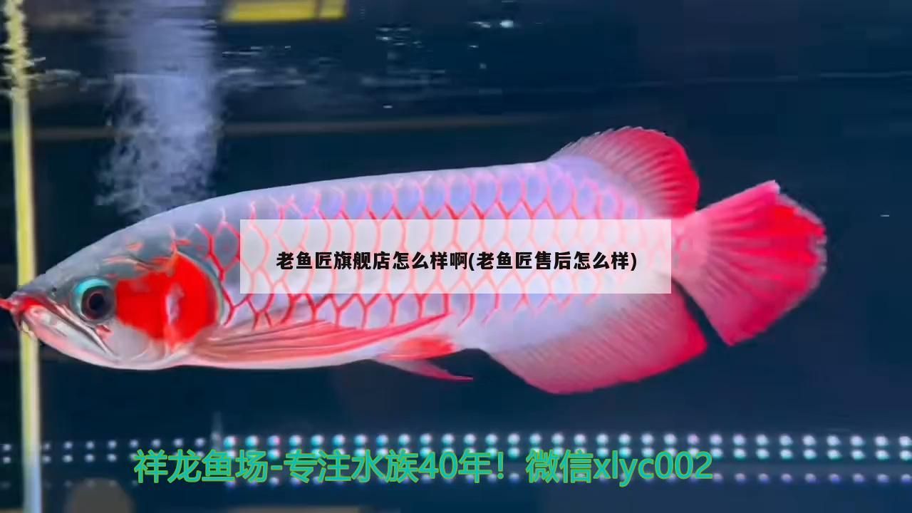 龍魚應該怎么養活，龍魚應該怎么養活和龍魚好養活嗎，龍魚應該怎么養活