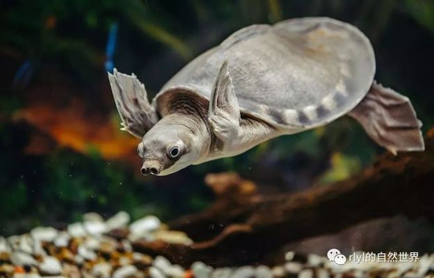 豬鼻龜長得快嗎還是慢：康的豬鼻龜是怎樣的進行解釋