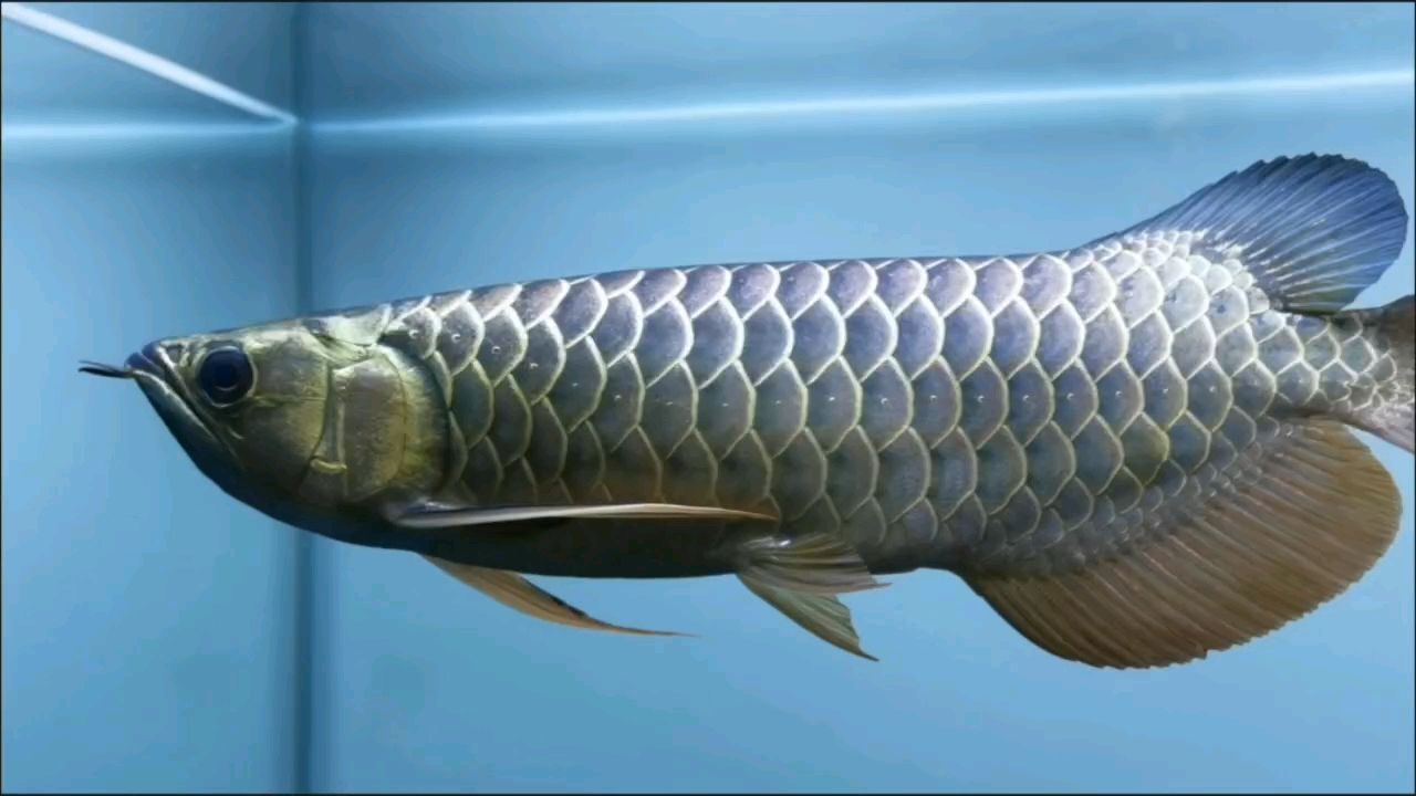 刷缸換水
