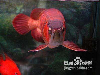 龍魚翻腮多久就硬化了呢vs祥龍魚場：祥龍魚場龍魚養殖技術，龍魚翻腮硬化的判斷標準 龍魚翻腮多久就硬化了呢vs祥龍魚場：祥龍魚場龍魚養殖技術，龍魚翻腮硬化的判斷標準 vs祥龍魚場 第5張