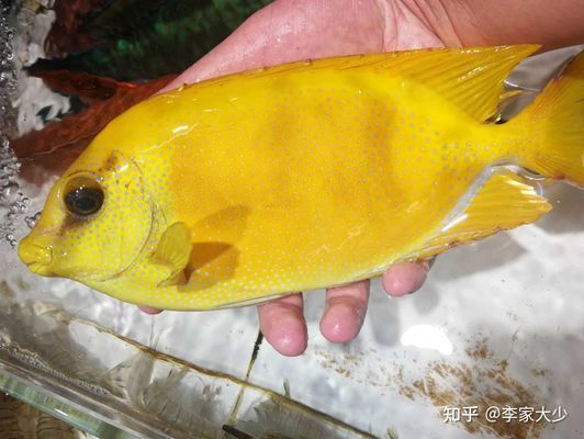 海南水族館觀賞魚批發（海南水族館批發市場）