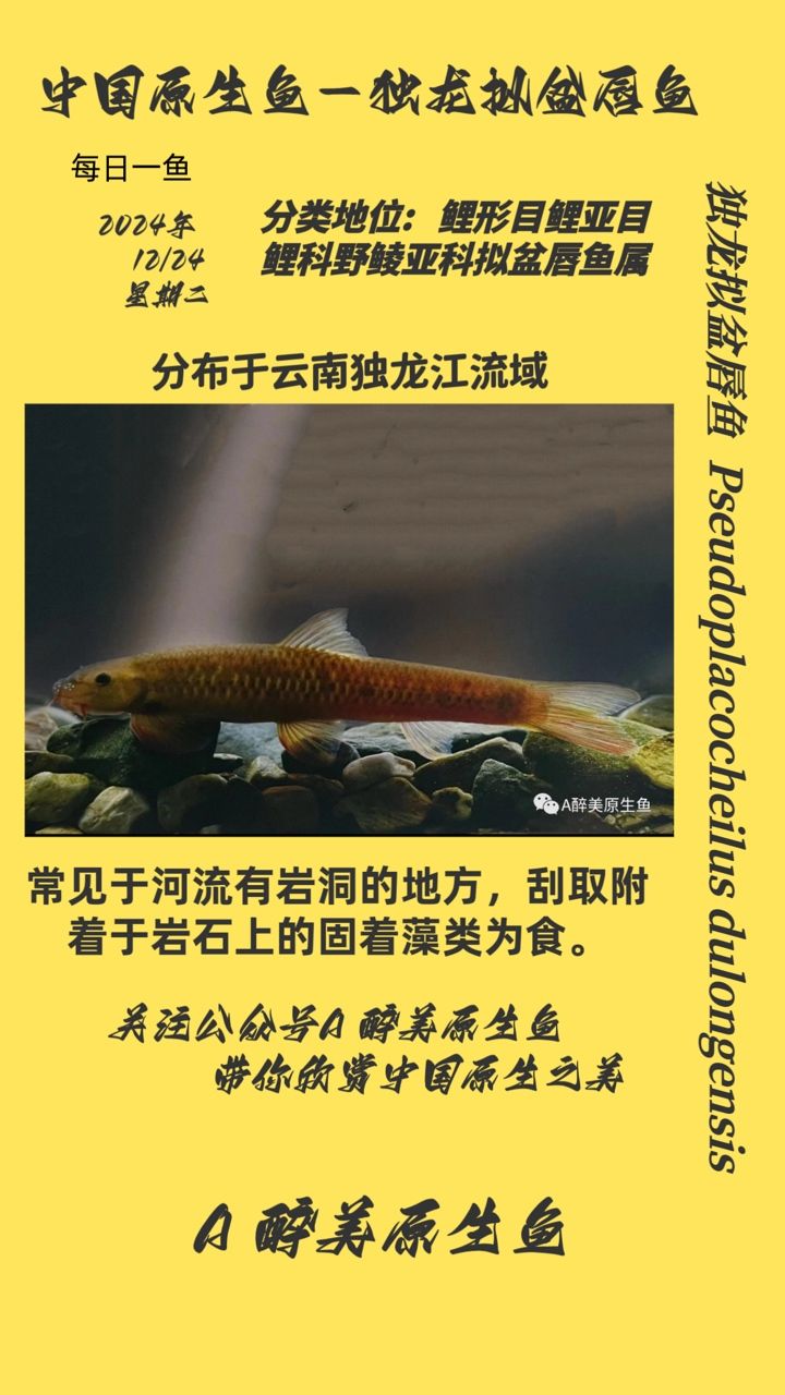 獨(dú)龍擬盆唇魚 獨(dú)龍擬盆唇魚 龍魚論壇