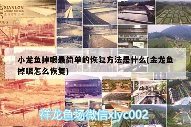 小龍魚掉眼最簡單的恢復方法是什么(金龍魚掉眼怎么恢復)