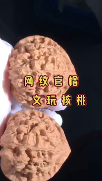 網紋官帽核桃 龍魚論壇 網紋官帽核桃 網紋官帽核桃 龍魚論壇