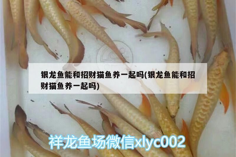銀龍魚能和招財貓魚養一起嗎(銀龍魚能和招財貓魚養一起嗎)