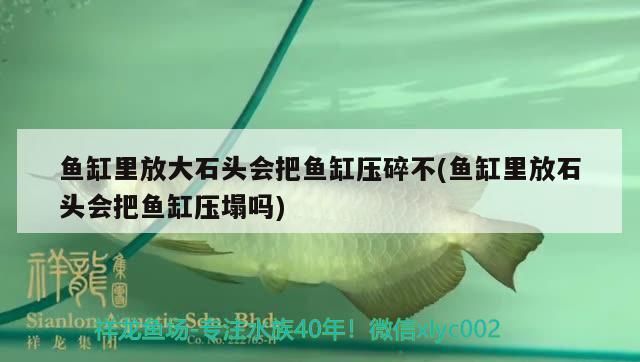 魚缸里放大石頭會把魚缸壓碎不(魚缸里放石頭會把魚缸壓塌嗎) 魚缸里放大石頭會把魚缸壓碎不(魚缸里放石頭會把魚缸壓塌嗎) 元寶鳳凰魚百科