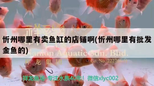 忻州哪里有賣魚缸的店鋪啊(忻州哪里有批發金魚的)